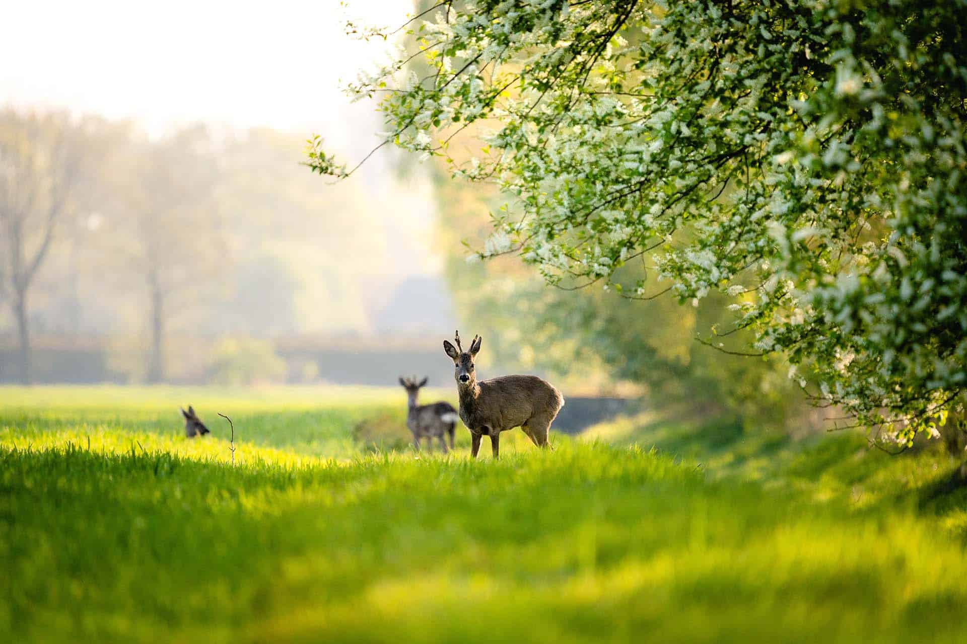 Teutoburger Wald